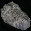 Calymene Trilobite From Morocco - Large Size #17898-2